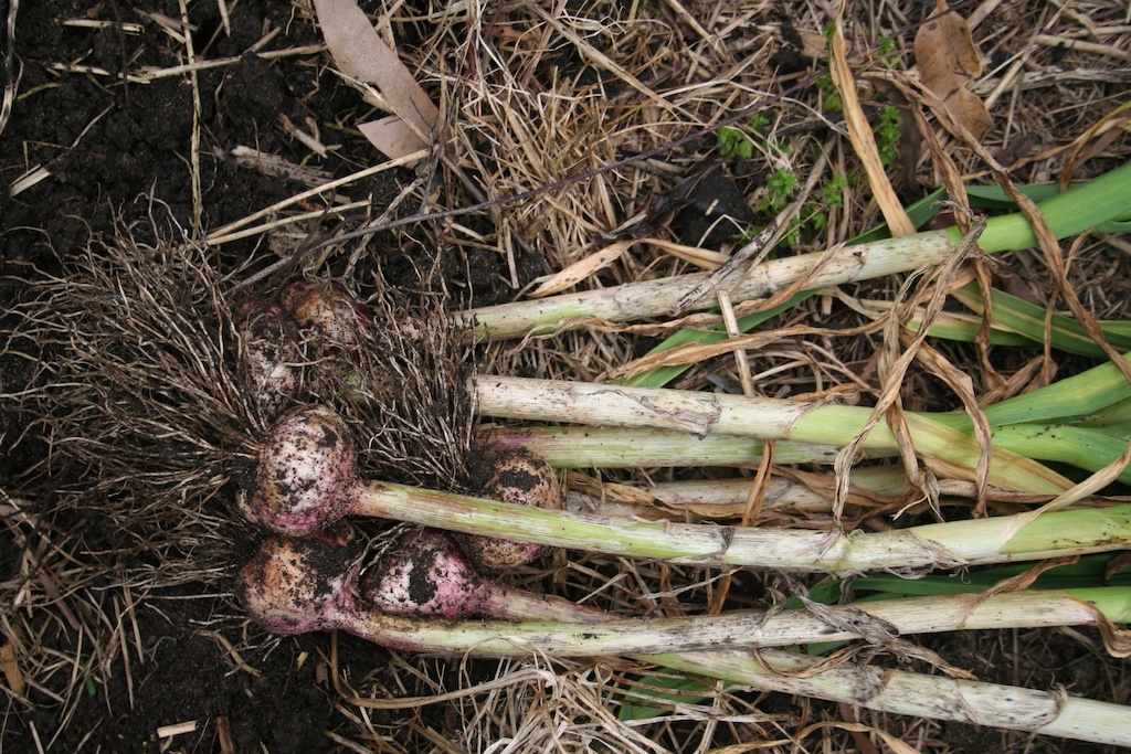 Garlic freshly harvested
